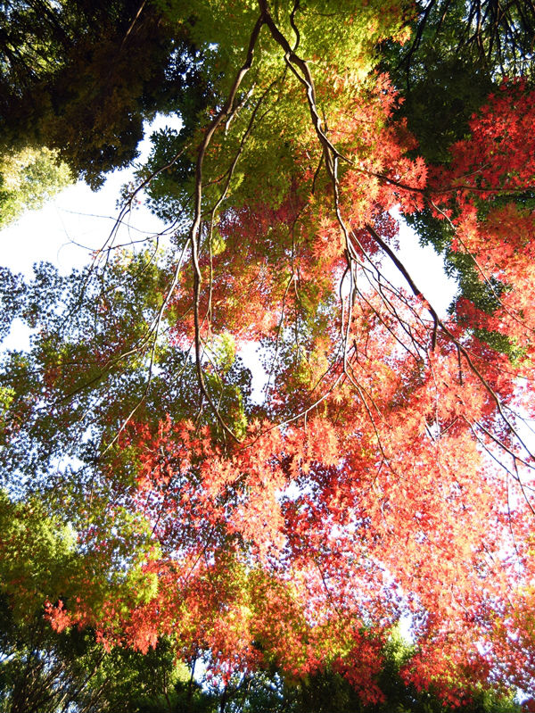 紅葉