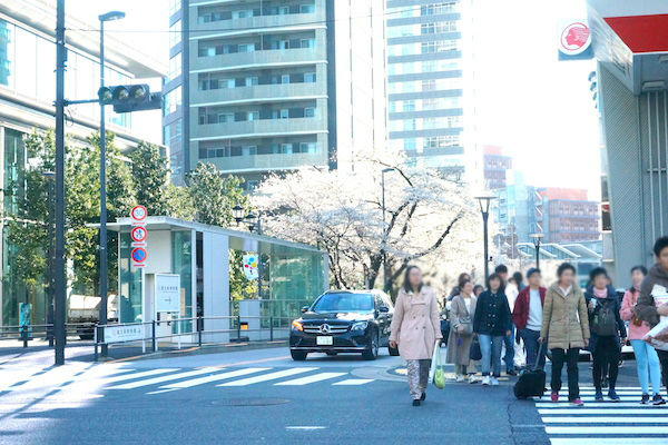 星条旗通りの桜