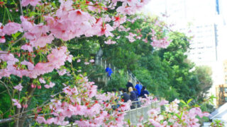 愛宕山の桜