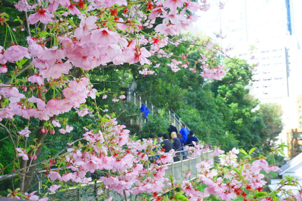 愛宕山の桜
