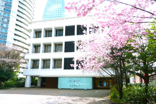 NHK陽光桜