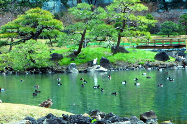 水鳥と白鷺
