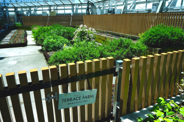 terrace farm