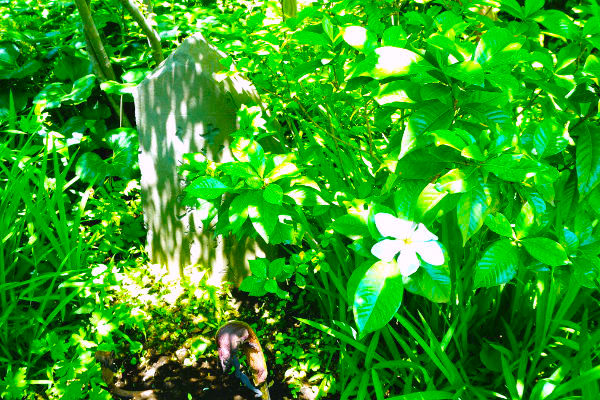 芭蕉の句碑