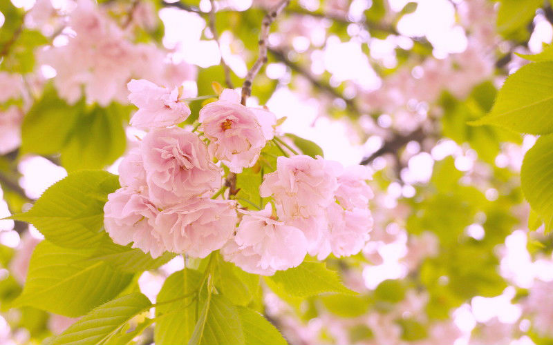 八重桜