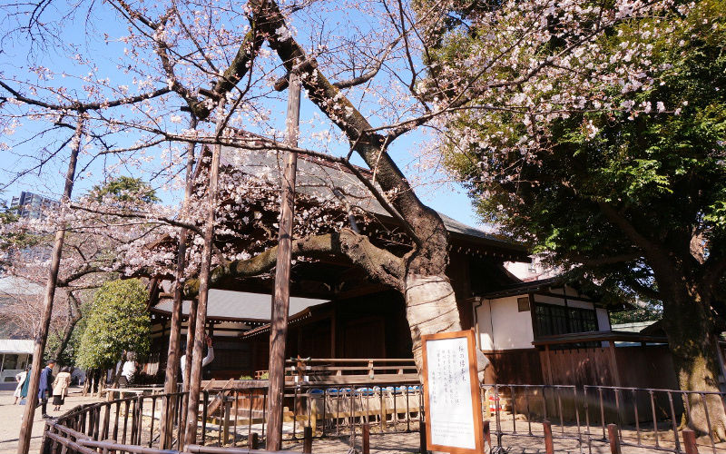 標本木