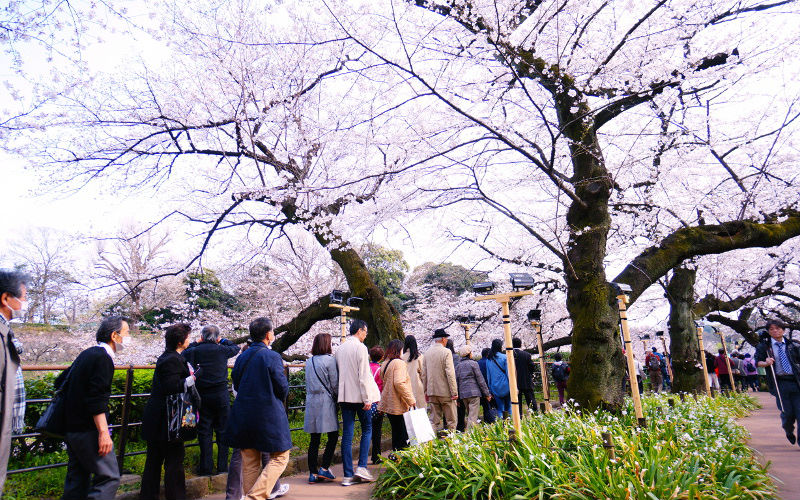 桜並木
