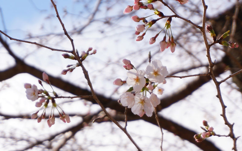 靖国神社桜