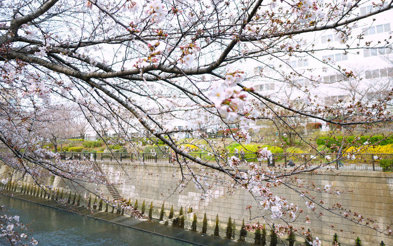 土手