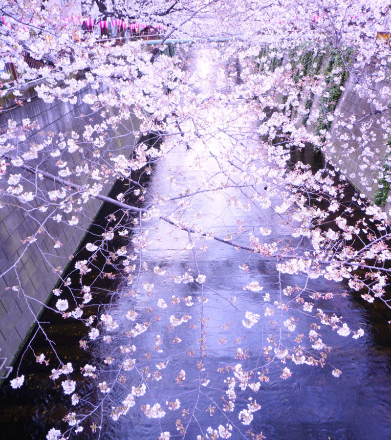 桜たて