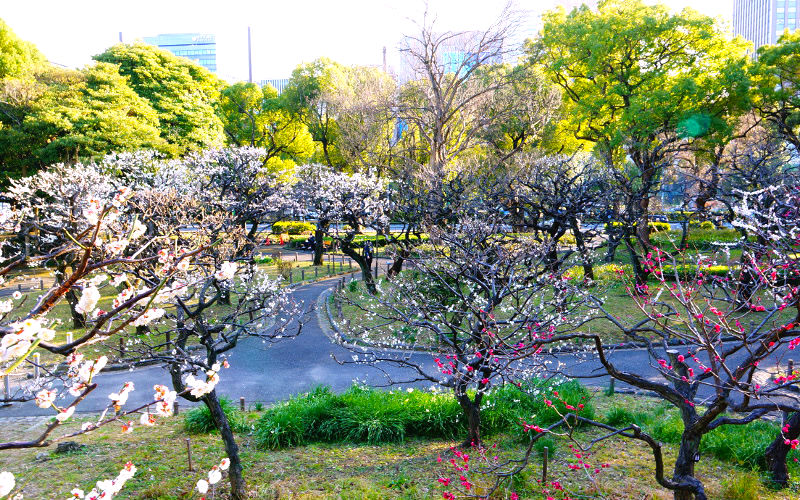 港区 ２ ３月が見頃 冬の芝公園に咲きほこる銀世界の梅 東京ひとり旅ガイド